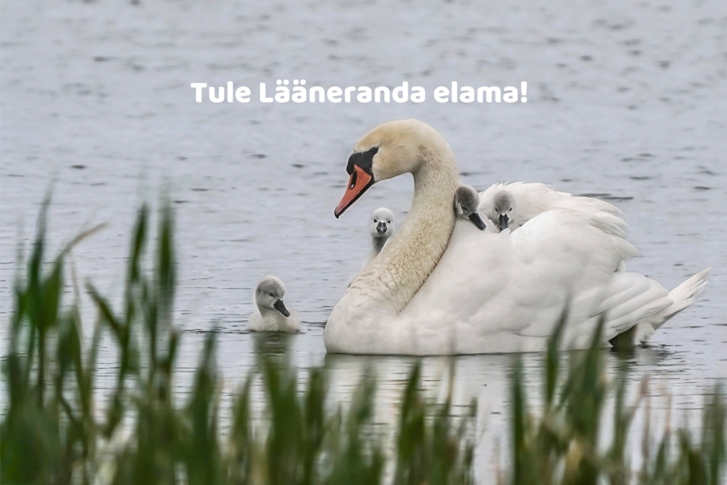 Laaneranda (12).jpg